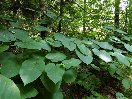 Fallopia sachalinensis -Sachalin-Knöterich    (VIII-IX) 
