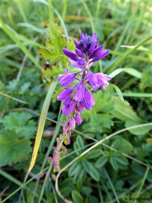 Polygala comosa / Schopf-Kreuzblümchen    V-VII