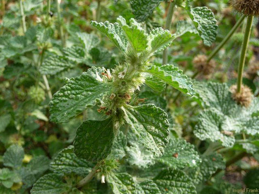 Marrubium vulgare / Gewöhnlicher Andorn    VI-VIII