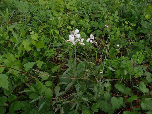 Gaura lindheimeri / Lindheimer Prachtkerze