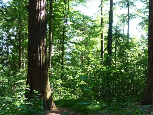 Sequoiadendron giganteum / Riesenmammutbaum    (19.06.2017; Zollernalb oberhalb von Albstadt-Ebingen; gepflanzt aus "Wilhelmasaat"ab 1870)