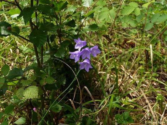 Campanula rotundifolia / Rundblättrige Glockenblume   (17.07.2017; Altdorfer Wald bei Baienfurt)