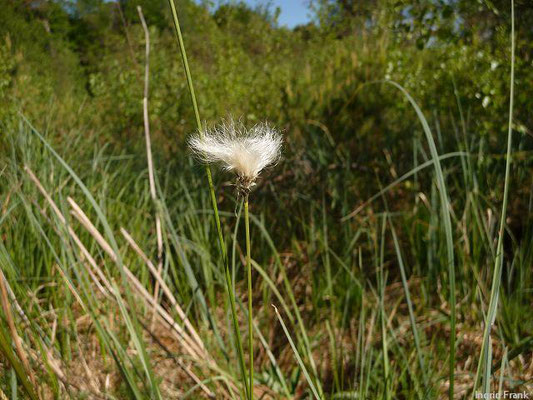 Eriophorum vaginatum / Scheiden-Wollgras