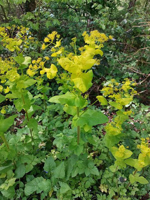 Smyrnium perfoliatum - Stängelumfassende Gelbdolde 
