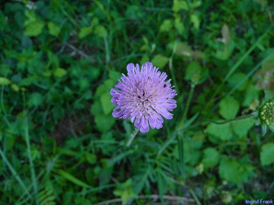 Knautia arvensis / Acker-Witwenblume