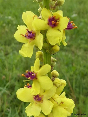 Verbascum nigrum / Schwarze Königskerze    VI-IX