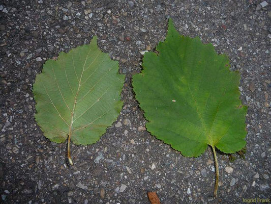 Ulmus minor / Feld-Ulme    III-IV