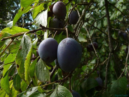13.09.2011-Prunus domestica - Zwetschge, Pflaume