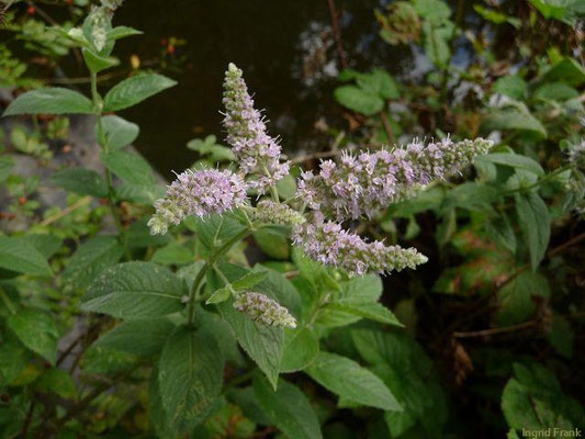 Mentha longifolia / Ross-Minze