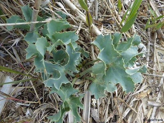 Eryngium maritimum / Strand-Mannstreu, Stranddistel    VI-VIII