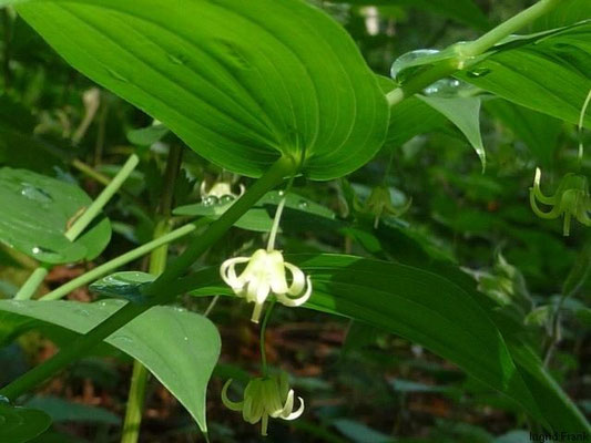 Streptopus amplexifolius / Stängelumfassender Knotenfuß