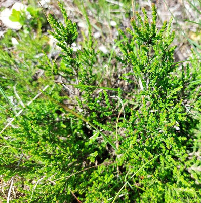 Calluna vulgaris / Heidekraut, Besenheide  (28.06.2024; Steiermark, Schladming, Planai)