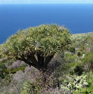 Dracaena draco / Kanarischer Drachenbaum