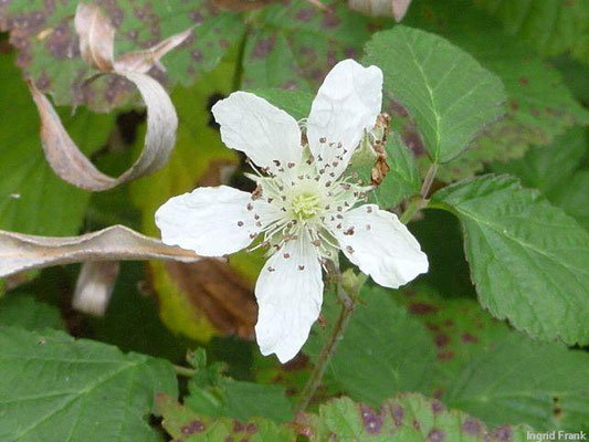 Rubus caesius / Kratzbeere    V-VII(-X)