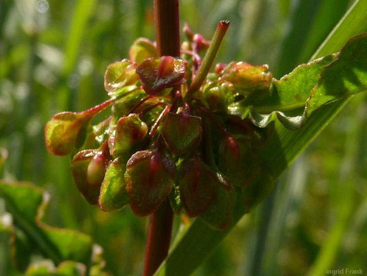 Rumex cripus - Krauser Ampfer
