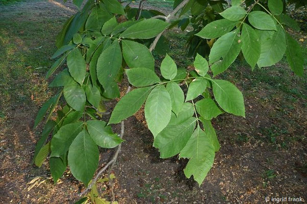 Carya glabra / Glattblättrige Hickory, Ferkelnuss (21.09.2015; Hohenheimer Gärten)