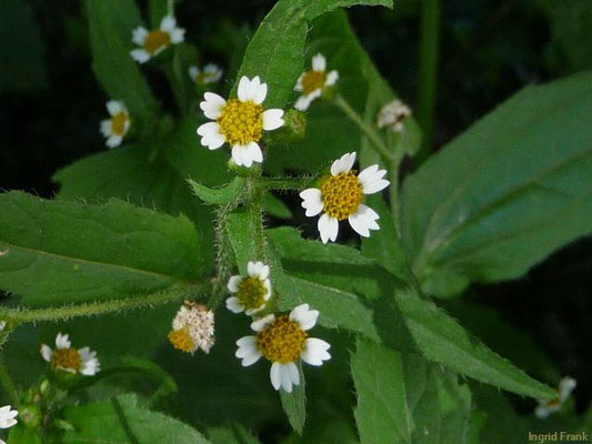 Galinsoga ciliata - Behaartes Franzosenkraut