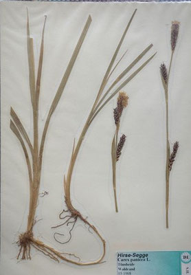 Carex panicea / Hirse-Segge    V-VI   (Dr. Wolf von Thun)