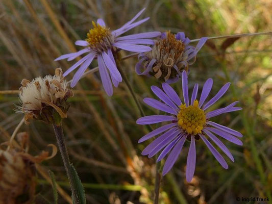 Aster amellus / Berg-Aster, Kalk-Aster    VII-IX