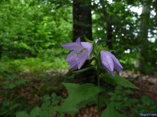 Campanula trachelium / Nesselblättrige Glockenblume ; Neophyt in Neuseeland und submeridionales bis temperates Ostamerika