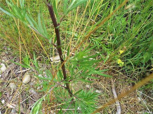 Artemisia verlotiorum / Verlot-Beifuß    IX-XI