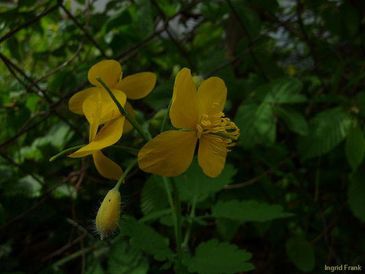 Chelidonium majus / Schöllkraut