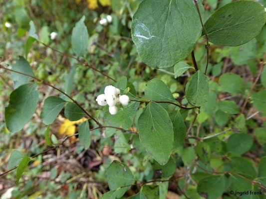 07.11.2029: Symphoricarpos albus / Weiße Schneebeere