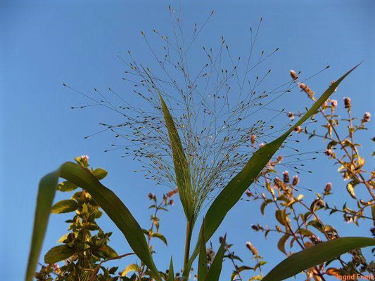 Panicum capillare - Haarästige Hirse
