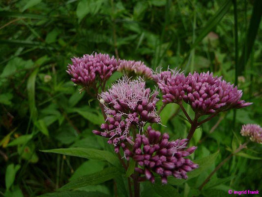 Eupatorium cannabinum - Wasserhanf, Kunigundenkraut