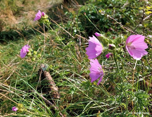 Malva moschata / Moschus-Malve    VI-X