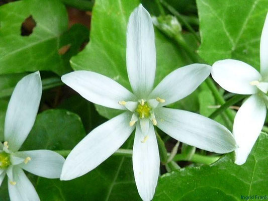Ornithogalum angustifolium / Schmalblättrger Milchstern