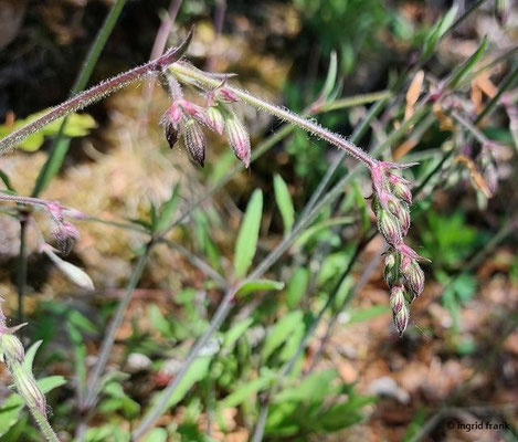 Silene nutans / Nickendes Leimkraut  (01.05.2025; Auf dem Himmelsfelsen oberhalb von Eybach bei Geislingen an der Steige)