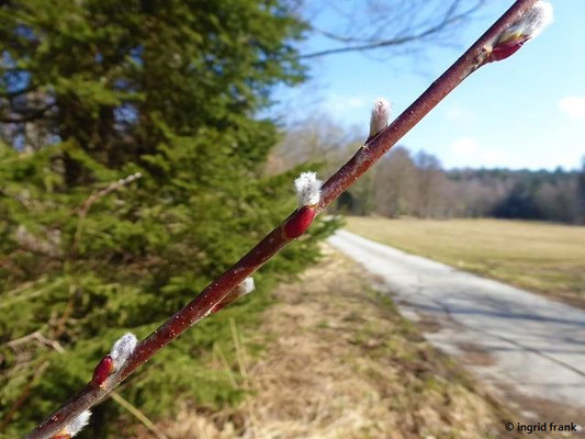 Salix purpurea / Purpur-Weide