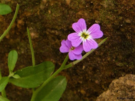 Malcolmia flexuosa - Gebogene Malcolmie    II-IV