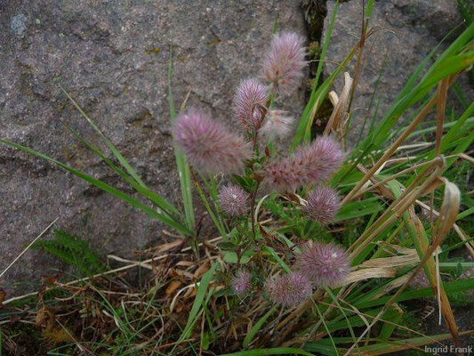 Trifolium arvense / Hasen-Klee     VI-IX