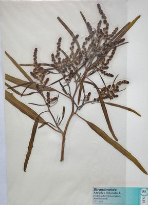 Atriplex littoralis / Strand-Melde    VII-IX   (Herbarium Dr. Wolf von Thun)