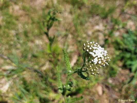 Achillea millefolium / Gewöhnliche Schafgarbe