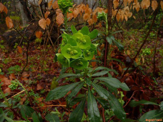 MILCHSAFT GIFTIG:  Mandelblättrige Wolfsmilch / Euphorbia amygdaloides;  Familie: Wolfsmilchgewächse / Euphorbiaceae