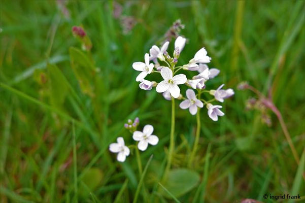 Cardamine pratensis / Wiesen-Schaumkraut   (18.04.2023; NSG Altherrenwiese bei Oberteuringen)