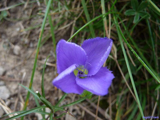 Gentianopsis ciliata / Gewöhnlicher Fransenenzian