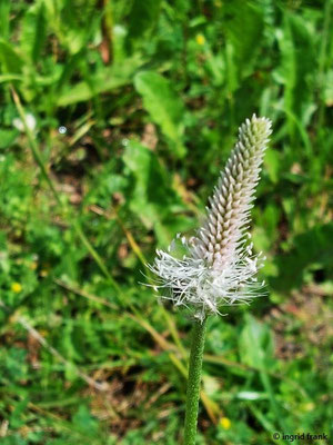 Plantago media / Mittlerer Wegerich   (28.06.2024; Steiermark, Ramsau)