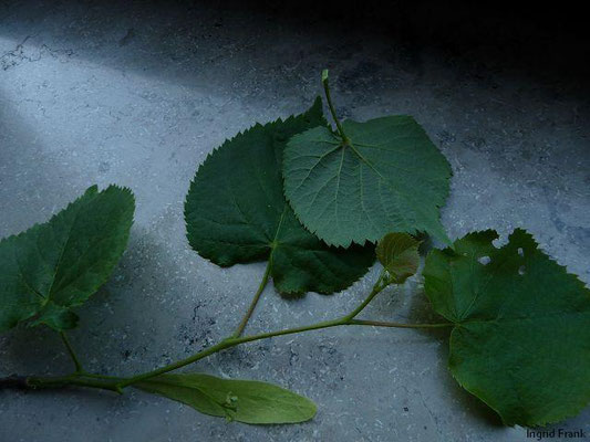 05.05.201: Tilia cordata / Winter-Linde