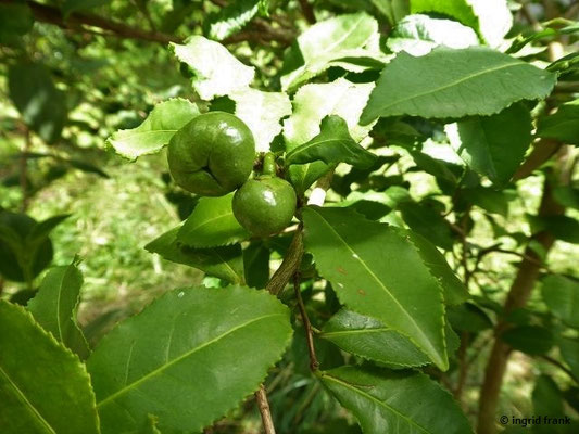 Camellia sinensis / Teestrauch  (30.07.2022; Botanischer Garten der Universität Basel)