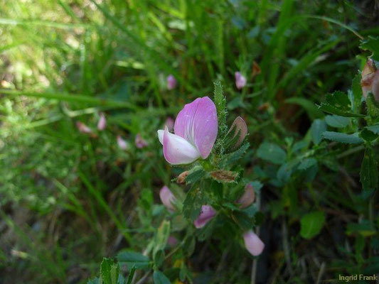 Ononis repens / Kriechende Hauhechel    VI-VII