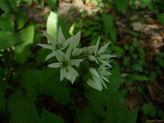 18.04.2011-Allium ursinum - Bär-Lauch