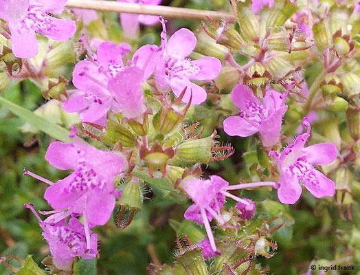 Thymus serpyllum / Sand-Thymian