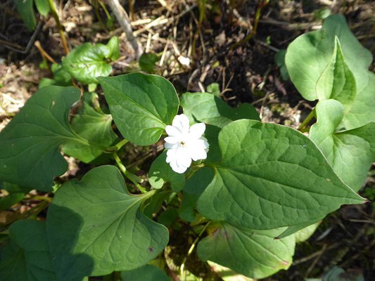 Houttuynia cordata / Herzförmige Houttuyinie (27.07.2020 - Syringa Kräutergarten in Hilzingen)