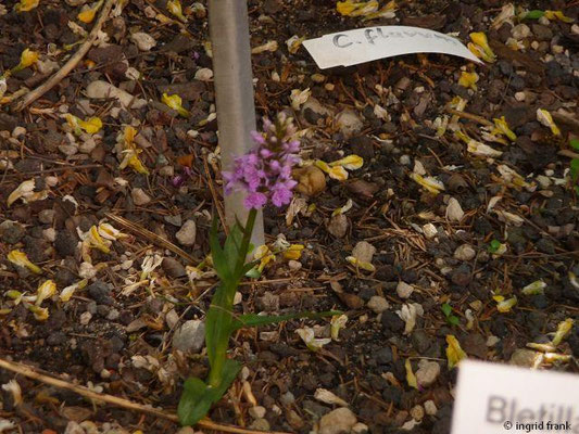 Dactylorhiza kerryensis / Westliches Knabenkraut (24.05.2012; Botanischer Garten Leipzig)