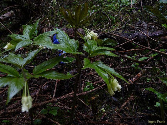 Cardamine enneaphyllos / Neunblättrige Zahnwurz