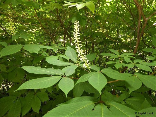 Aesculus flava / Gelbe Rosskastanie (28.06.2018; Greiz, Schlosspark)